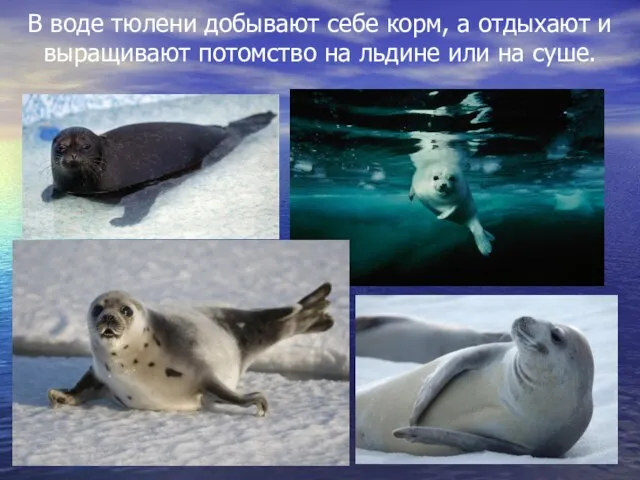 В воде тюлени добывают себе корм, а отдыхают и выращивают потомство на льдине или на суше.
