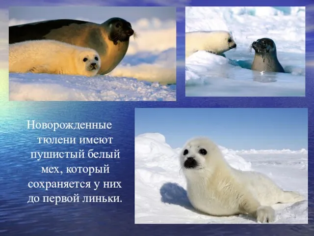 Новорожденные тюлени имеют пушистый белый мех, который сохраняется у них до первой линьки.