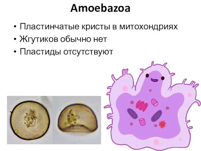 Amoebazoa Пластинчатые кристы в митохондриях Жгутиков обычно нет Пластиды отсутствуют