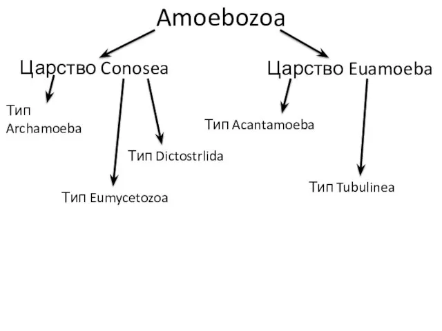 Amoebozoa Царство Conosea Царство Euamoeba Тип Archamoeba Тип Eumycetozoa Тип Dictostrlida Тип Acantamoeba Тип Tubulinea