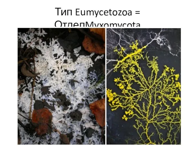 Тип Eumycetozoa = ОтделMyxomycota