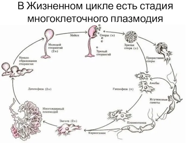 В Жизненном цикле есть стадия многоклеточного плазмодия