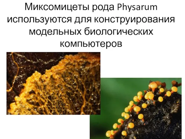 Миксомицеты рода Physarum используются для конструирования модельных биологических компьютеров