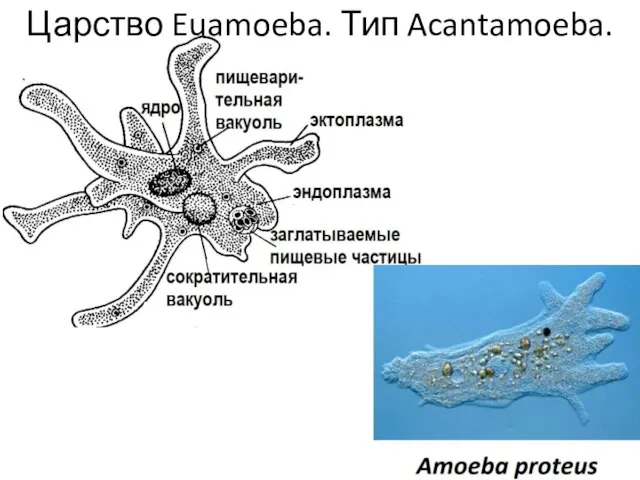 Царство Euamoeba. Тип Acantamoeba.