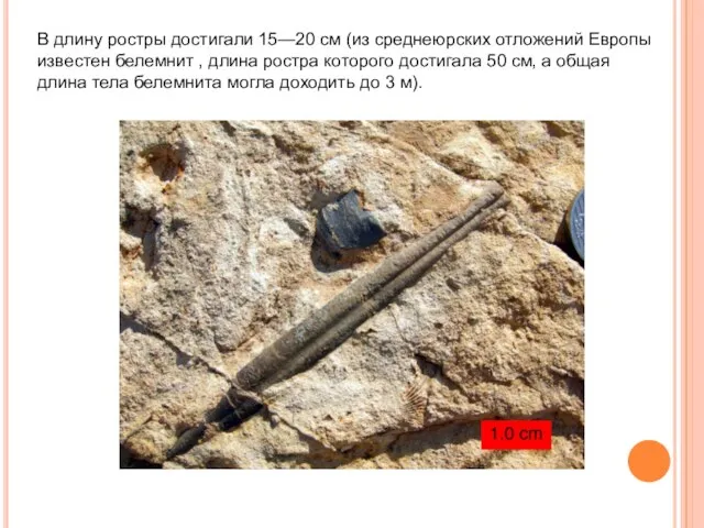 В длину ростры достигали 15—20 см (из среднеюрских отложений Европы известен белемнит