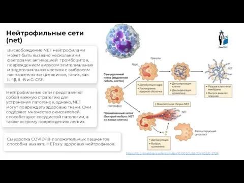 Нейтрофильные сети представляют собой важную стратегию для устранения патогенов, однако, NET могут