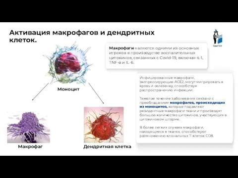 Инфицированные макрофаги, экспрессирующие ACE2, могут мигрировать в кровь и селезенку, способствуя распространению