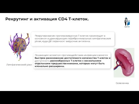 Рекрутинг и активация CD4 T-клеток. Рекрутирование противовирусных Т-клеток происходит в основном в