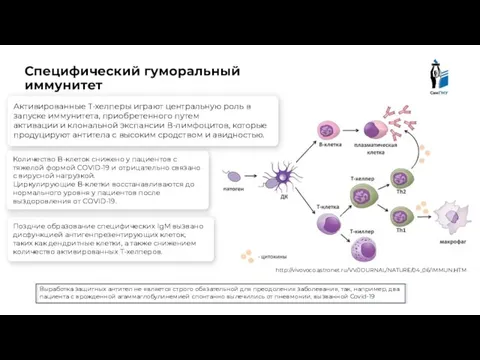 Специфический гуморальный иммунитет http://vivovoco.astronet.ru/VV/JOURNAL/NATURE/04_06/IMMUN.HTM Выработка защитных антител не является строго обязательной для