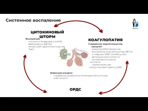 ЦИТОКИНОВЫЙ ШТОРМ ОРДС КОАГУЛОПАТИЯ Воспаление моноциты?макрофаги (мМФ) Нейтрофилы (НЕТоз) иммунный паралич (истощение