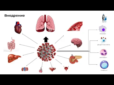 макрофаг дендритная клетка нейтрофил лимфоцит Внедрение