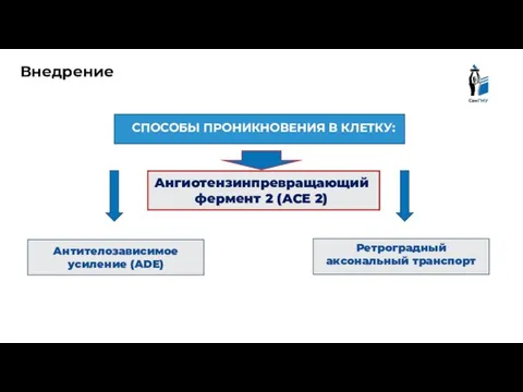 СПОСОБЫ ПРОНИКНОВЕНИЯ В КЛЕТКУ: Внедрение Антителозависимое усиление (ADE) Ретроградный аксональный транспорт Ангиотензинпревращающий фермент 2 (ACE 2)