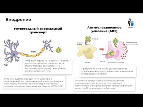 Внедрение Антителозависимое усиление (ADE) Ретроградный аксональный транспорт Могут быть продуцированы незащищающие противовирусные