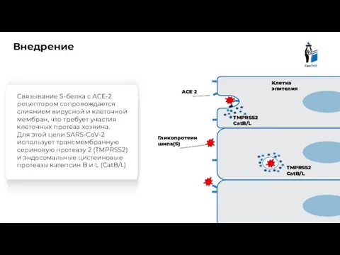 Внедрение Связывание S-белка с ACE-2 рецептором сопровождается слиянием вирусной и клеточной мембран,