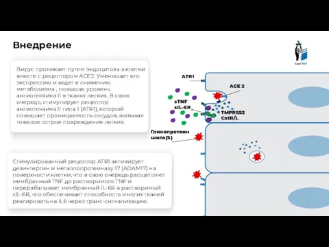 Гликопротеин шипа(S) ACE 2 Клетка эпителия Внедрение Вирус проникает путем эндоцитоза в