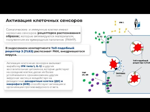 Клетка эпителия Активация клеточных сенсоров TNF sIL-6R Toll-подобный рецептор 3 (TLR3) IFN