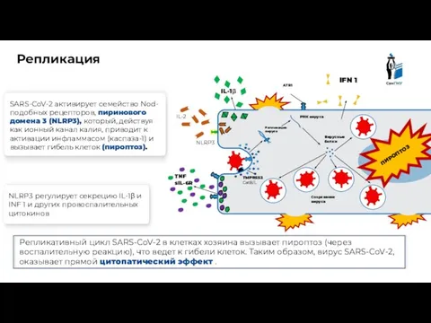 Клетка эпителия Репликация ATR1 TNF sIL-6R Репликация вируса Вирусные белки РНК вируса