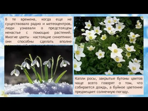 В те времена, когда еще не существовало радио и метеоцентров, люди узнавали