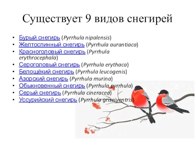 Существует 9 видов снегирей Бурый снегирь (Pyrrhula nipalensis) Желтоспинный снегирь (Pyrrhula aurantiaca)