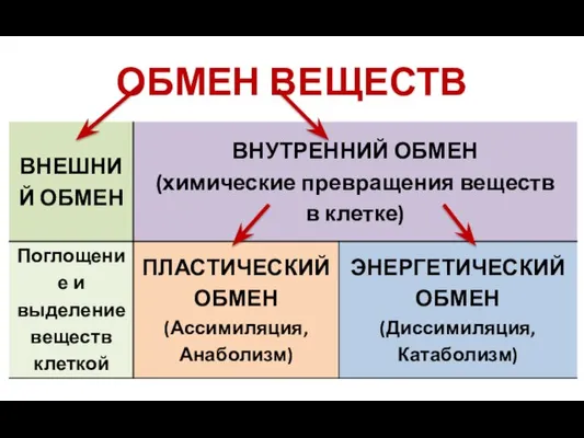 ОБМЕН ВЕЩЕСТВ