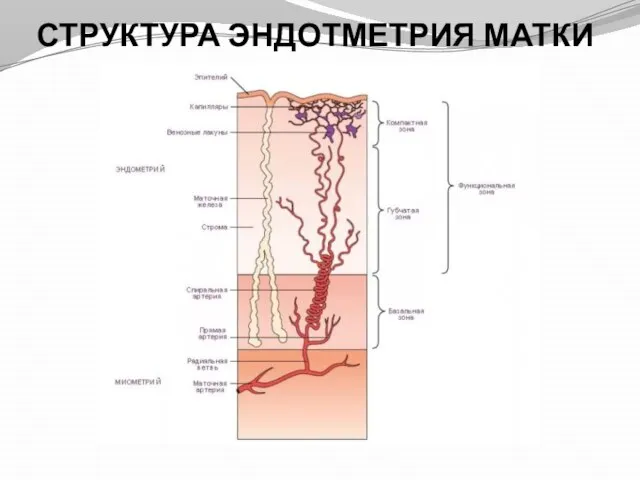 СТРУКТУРА ЭНДОТМЕТРИЯ МАТКИ