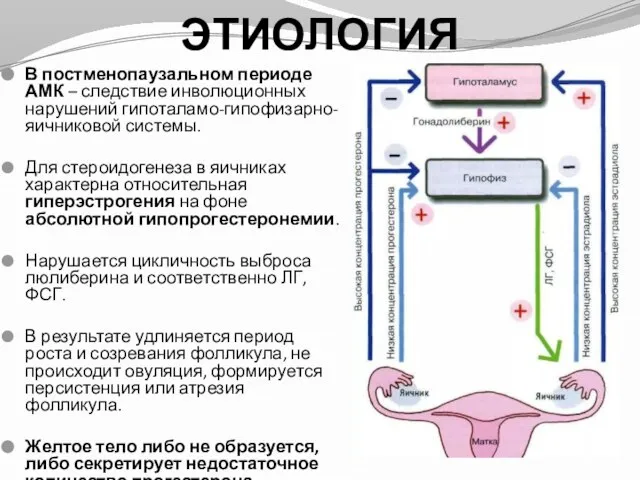 ЭТИОЛОГИЯ В постменопаузальном периоде АМК – следствие инволюционных нарушений гипоталамо-гипофизарно-яичниковой системы. Для