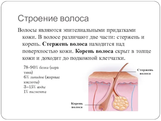 Строение волоса Волосы являются эпителиальными придатками кожи. В волосе различают две части: