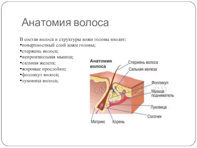 Анатомия волоса В состав волоса и структуры кожи головы входит: •поверхностный слой