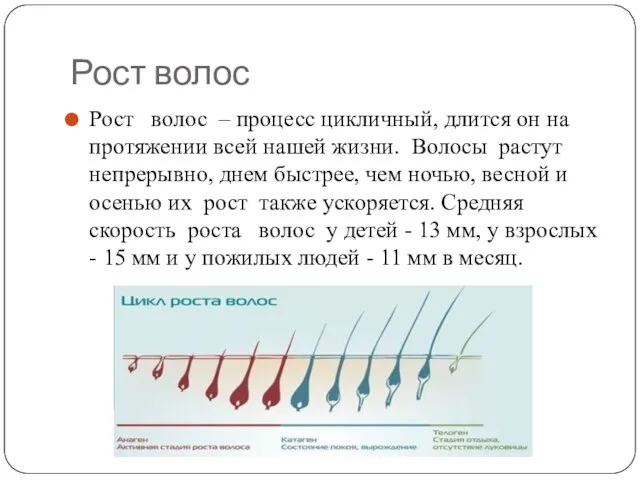 Рост волос Рост волос – процесс цикличный, длится он на протяжении всей