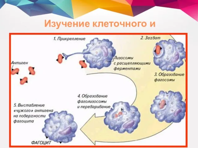 Изучение клеточного и гуморального иммунитета