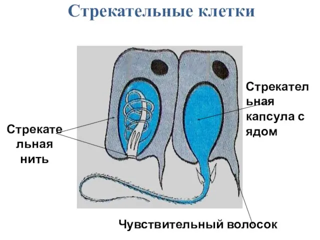 Стрекательные клетки Чувствительный волосок Стрекательная капсула с ядом Стрекательная нить