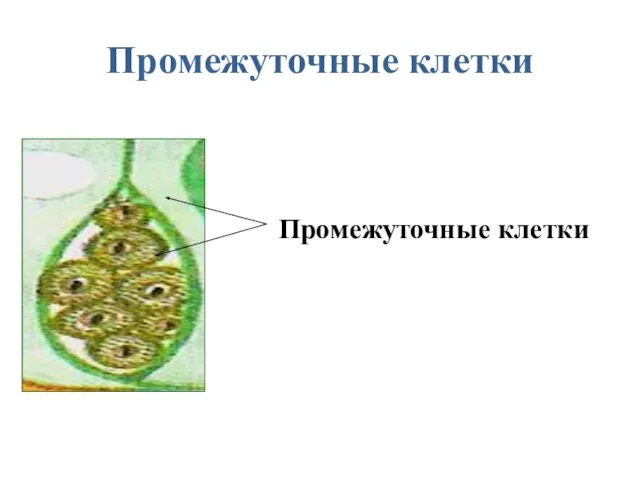 Промежуточные клетки Промежуточные клетки