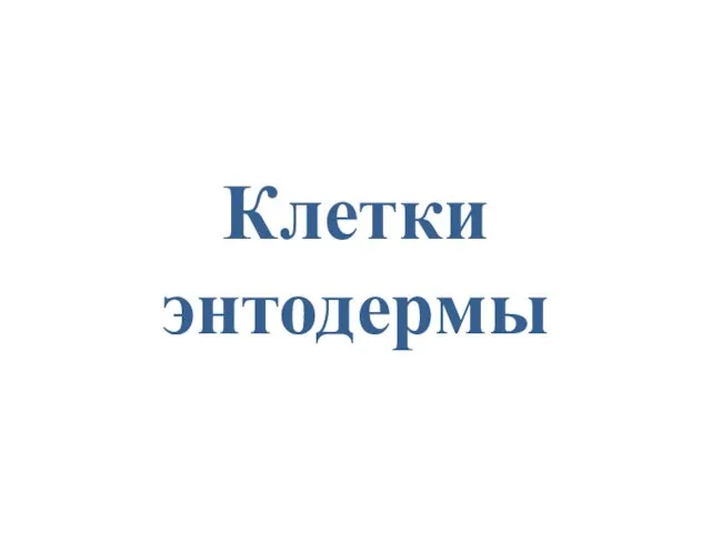 Клетки энтодермы