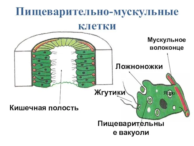 Пищеварительно-мускульные клетки Кишечная полость Жгутики Ложноножки Пищеварительные вакуоли Мускульное волоконце Ядро