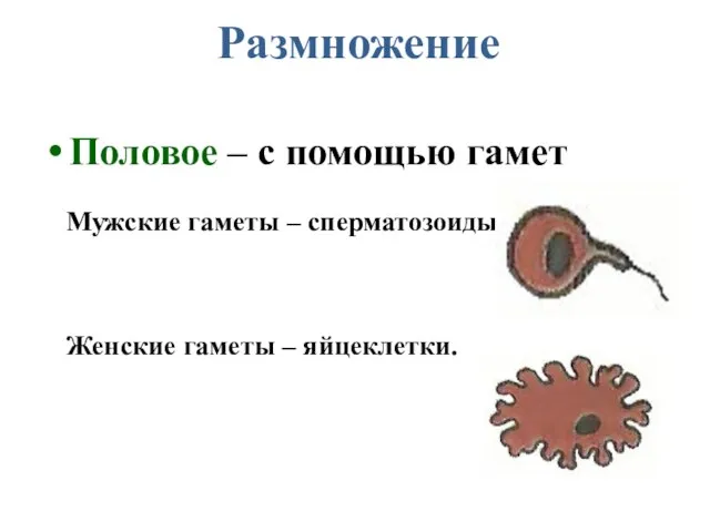 Размножение Половое – с помощью гамет Мужские гаметы – сперматозоиды. Женские гаметы – яйцеклетки.