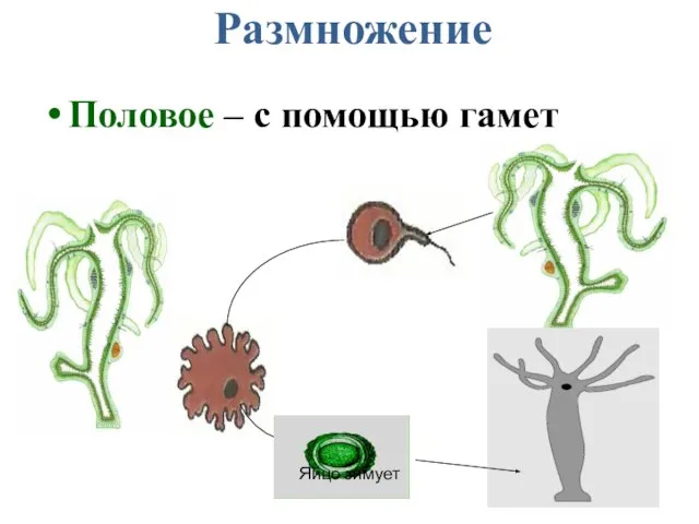 Размножение Половое – с помощью гамет Яйцо зимует