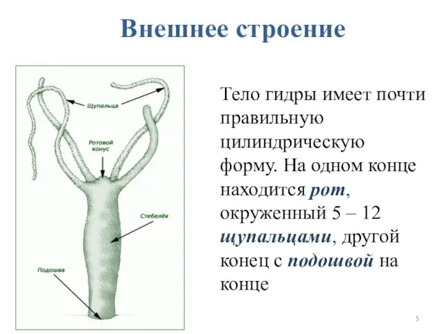 Внешнее строение Тело гидры имеет почти правильную цилиндрическую форму. На одном конце