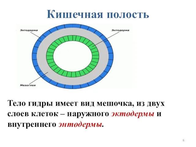 Кишечная полость Тело гидры имеет вид мешочка, из двух слоев клеток –