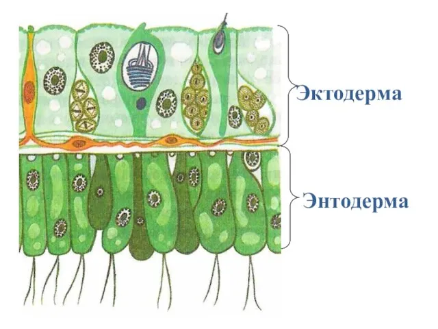 Эктодерма Энтодерма