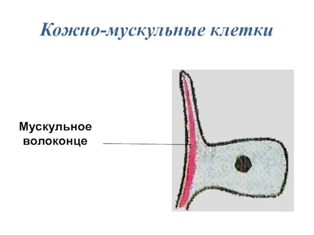 Кожно-мускульные клетки Мускульное волоконце