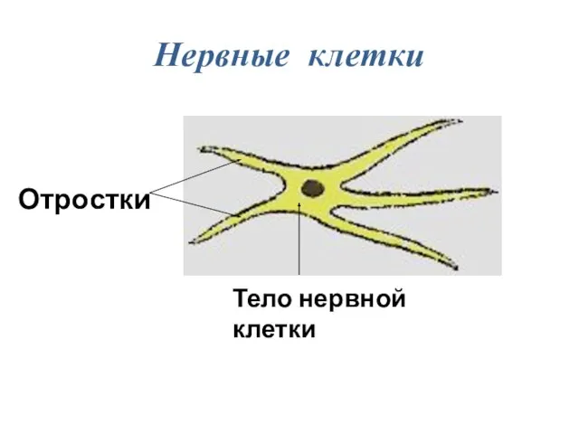 Нервные клетки Отростки Тело нервной клетки