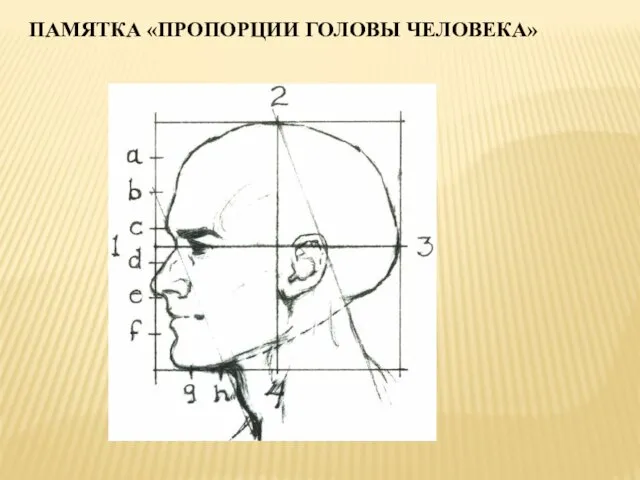 ПАМЯТКА «ПРОПОРЦИИ ГОЛОВЫ ЧЕЛОВЕКА»