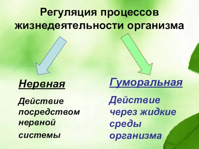 Регуляция процессов жизнедеятельности организма Нервная Действие посредством нервной системы Гуморальная Действие через жидкие среды организма