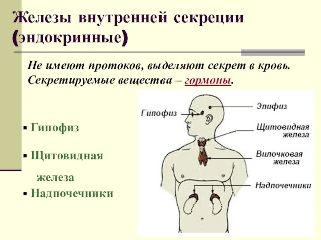 Железы внутренней секреции (эндокринные) Не имеют протоков, выделяют секрет в кровь. Секретируемые