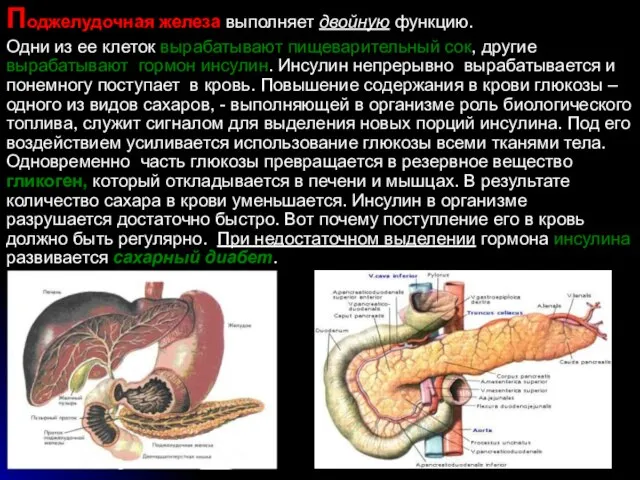 Поджелудочная железа выполняет двойную функцию. Одни из ее клеток вырабатывают пищеварительный сок,