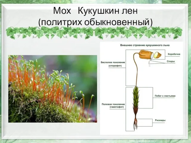 Мох Кукушкин лен (политрих обыкновенный)