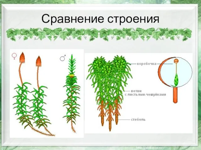 Сравнение строения