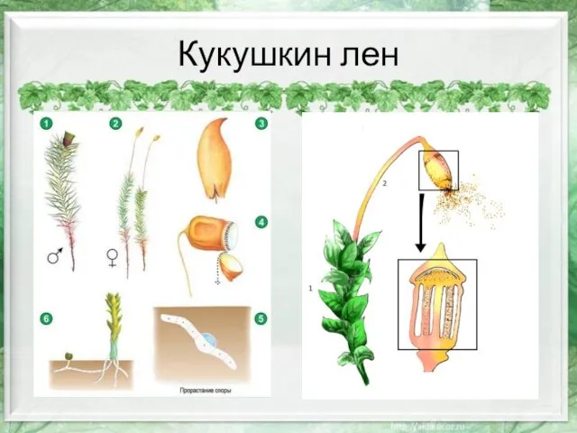 Кукушкин лен