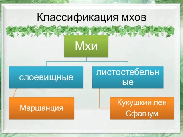 Классификация мхов