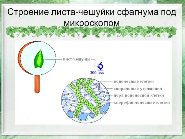 Строение листа-чешуйки сфагнума под микроскопом